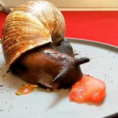 A snail eating a slice of tomato