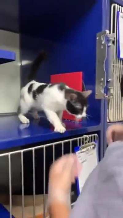 How to adopt a hooman