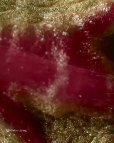 Zooming into eye of a cat