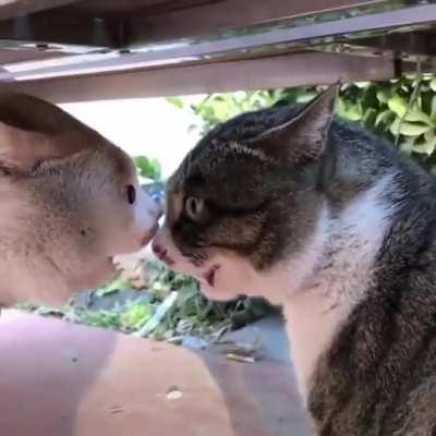 If at first your point doesn't get across, just keep screaming (volume warning)