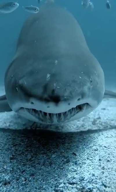 Sand tiger shark staring motherfuckingly