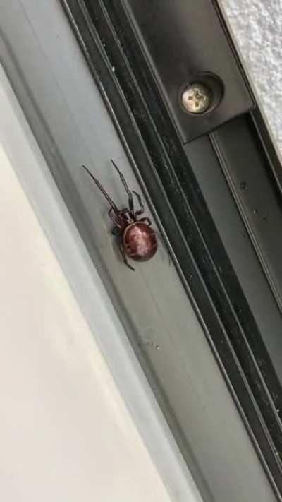 Do I use petrol or kerosene to burn the house down??? She was the size of a €2 coin.