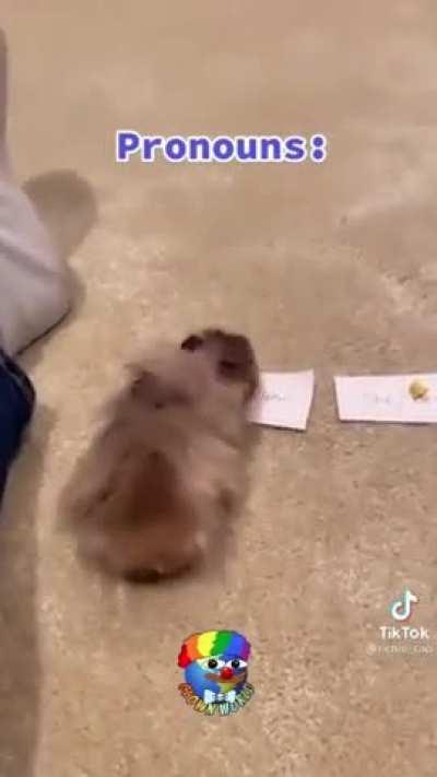 Oh so pets have pronouns now...