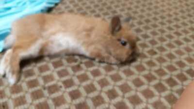 My floppy charlie brown 😍😍