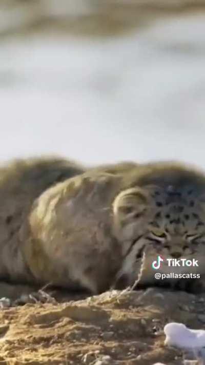 Manul compilation