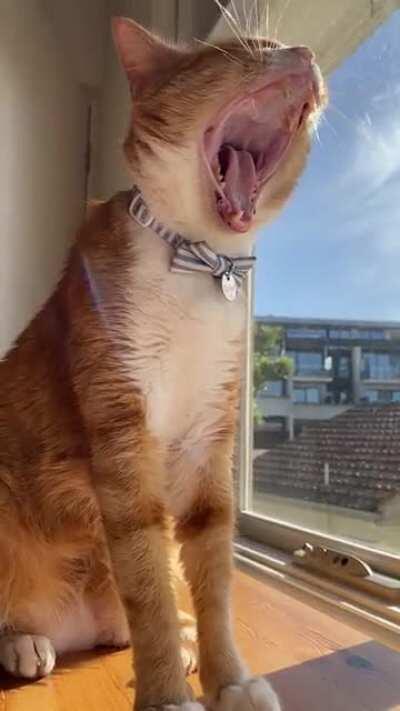 It’s very important that you see this chirp yawn!