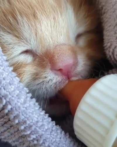 Smollest purrito of them all