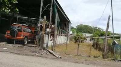 The fruit thief versus the electric fence