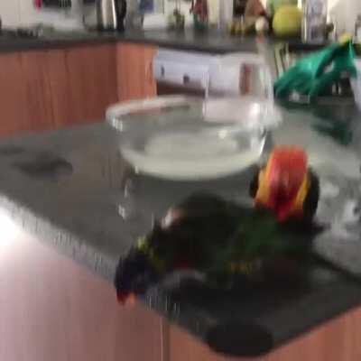 WetBirbs