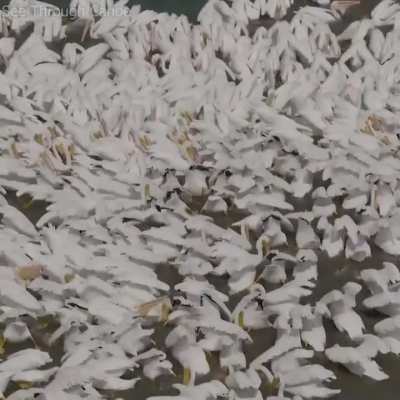 🔥 White Pelicans have up to a 9 foot wingspan and herd fish instead of diving for them like brown pelicans.