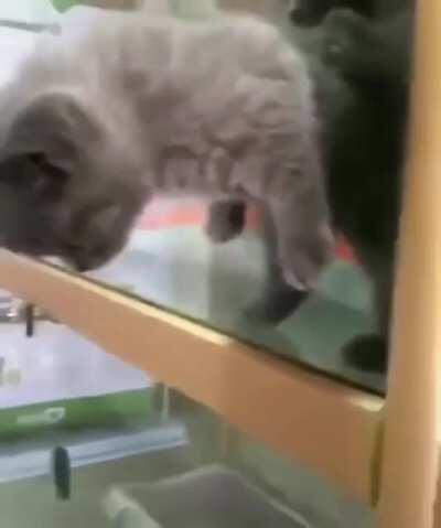 If a cat can fit its head through something it can go through it, just a theory though