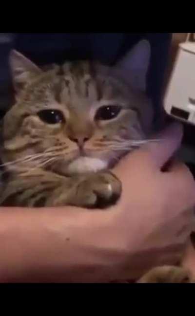 Quiubo pinshi gato (espero que este video pueda aparecer en el vídeo del viejas :3)