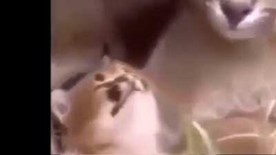 Lil floppa wants sum apple sauce