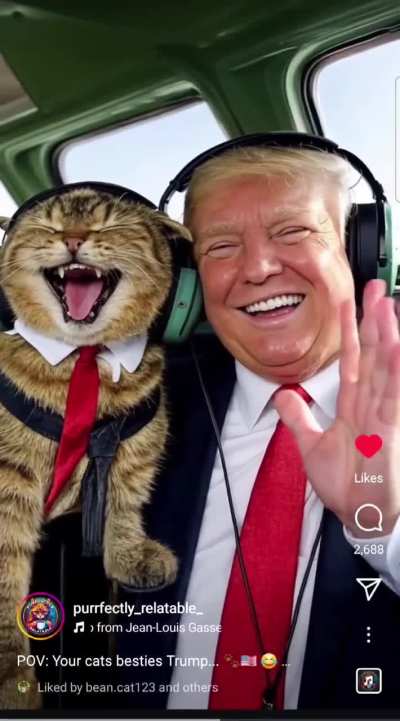 Found on Insta. Kitty hanging out with Trump🤣🤣