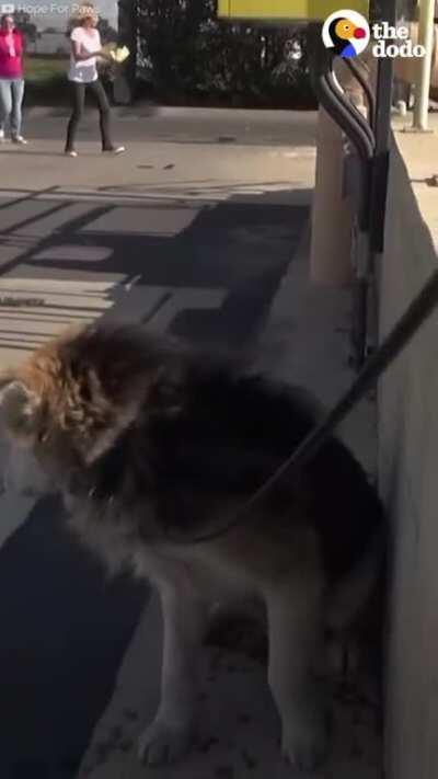 Всем бобра сутра