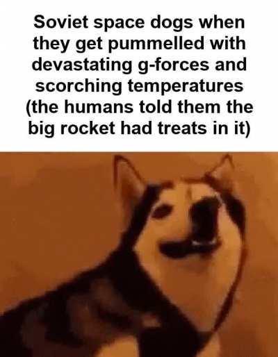 RIP Laika 😢✌️