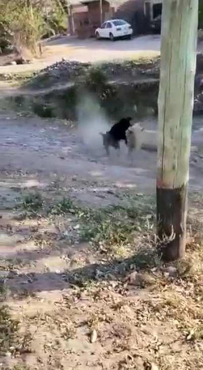 天蓬元帅将啸天犬干进了沟里