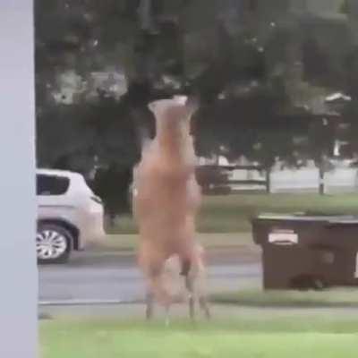 🦌🦌🦌🦌🦌🦌🦌