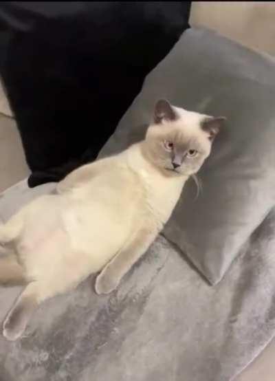 Cat Had A Hard Day Of Work