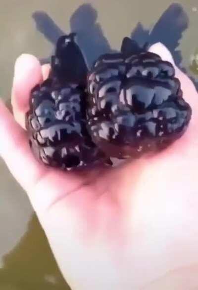 Thanks, I hate Oranda Goldfish