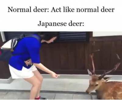 Polite Japanese Deer