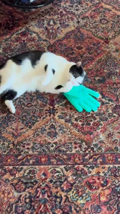 My cat takes this dish glove we didn’t like all over the house with him.
