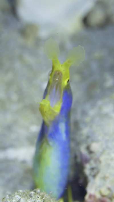 Jaws (the Bond character, not the shark)