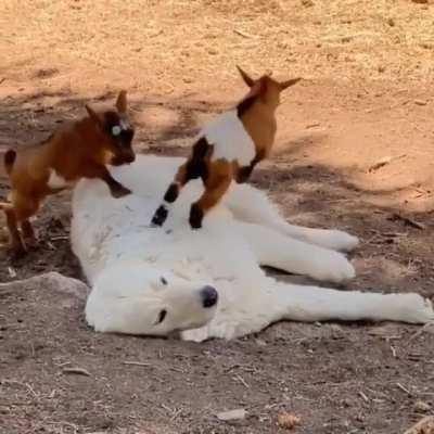 Nature Reflects love through cuteness