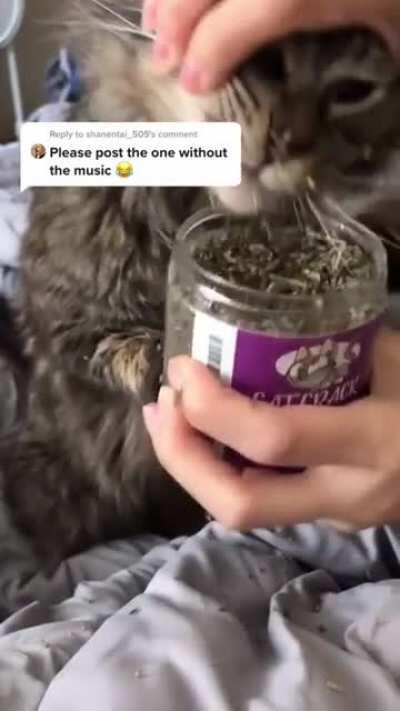 Let’s see how high the cat can get