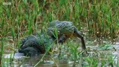 Jest środa jest i ona ziomeczki