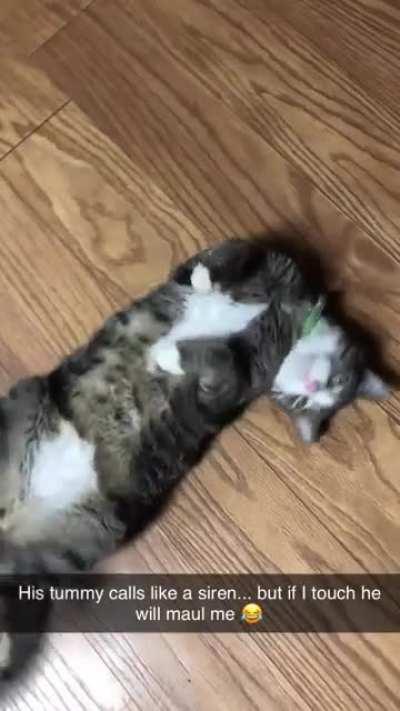 Steven does this anytime he thinks he’s not getting enough attention