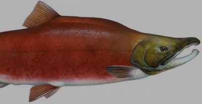 S   A   L   M   O   N