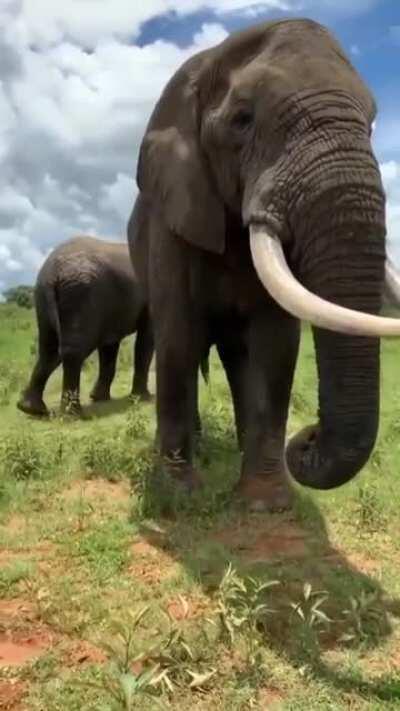 Elephant steals lady's hat and acts as if nothing happened