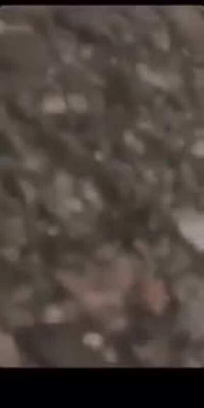 and the Darwin Award goes to...