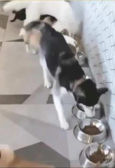 Ты не ты, когда голоден