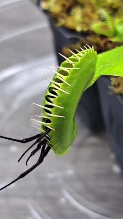 Venus flytrap vs Spider