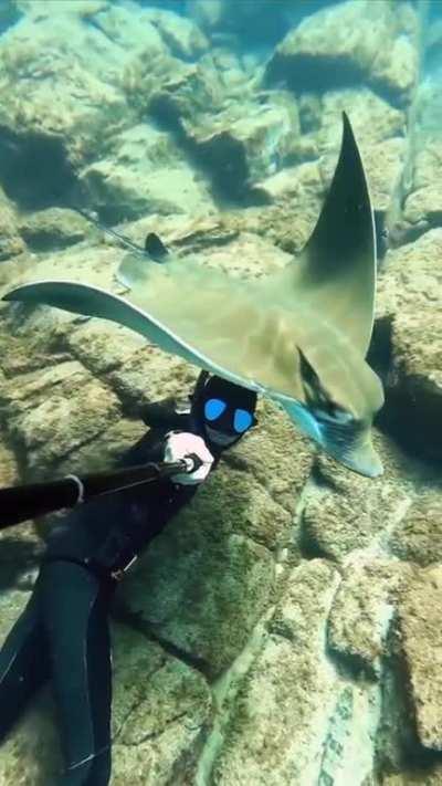 Bat ray smooches diver's head