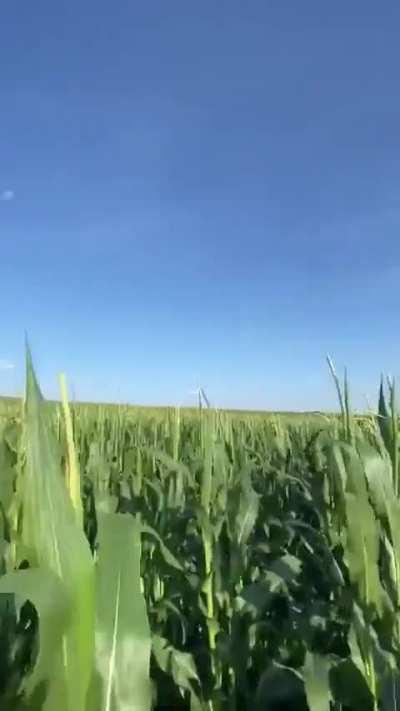 Kharn the Betrayer Fall to Chaos be like: