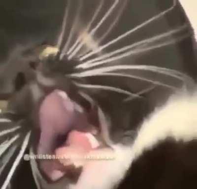 Miyaaaaaaaaaaaaaaaaannnn