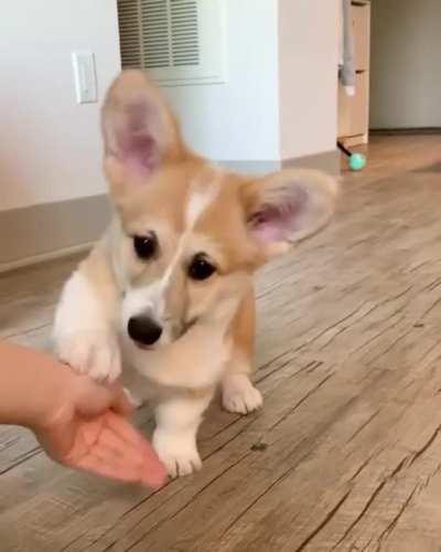 Well trained Corgi makes your day awesome