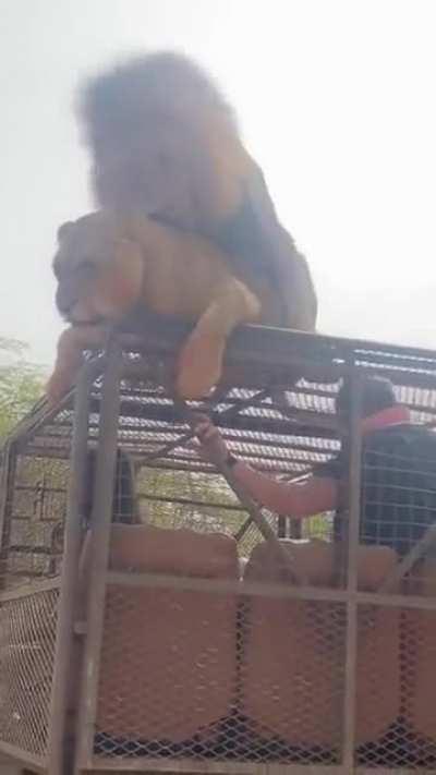 Look two lions are cudd....wait a minute... Holup! 