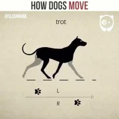 The way a dog steps at different gaits is really neat.