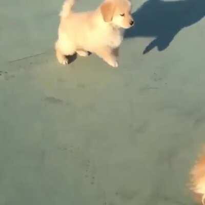 Senior dog meets a puppy and starts to feel like a kid again.