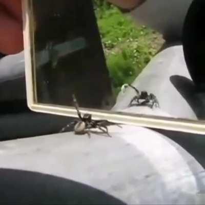 This is why I love jumping spiders