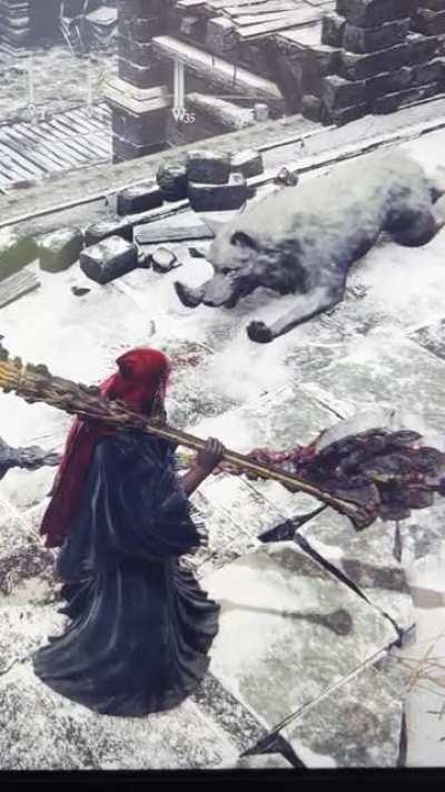 Did not know that wolves do wrist excercises…