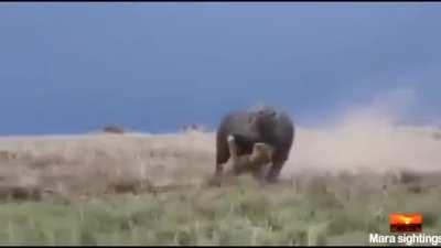 Let sleeping Hippos lion.