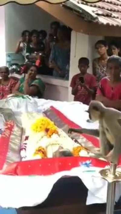 Langur attends funeral of man who used to feed him.