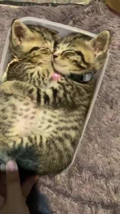 Emergency cuteness kit. Stats?