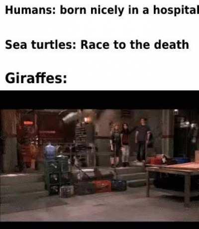 they do a little plop