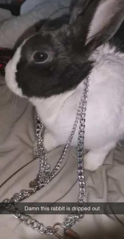 Rabbit with the drip